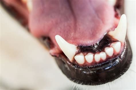 A Toothsome Topic Do Dogs Get Cavities﻿ Beverly Hills Veterinary