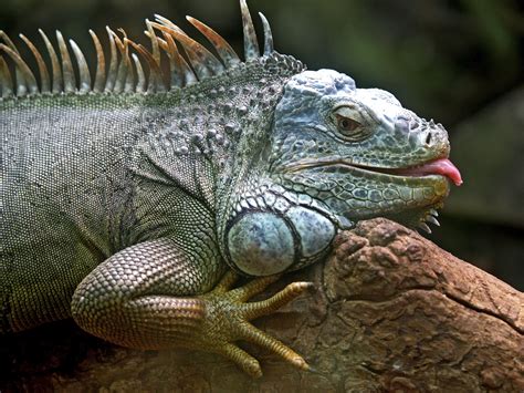 Fotos Gratis Animal Fauna Silvestre Reptil Iguana Lagartija De