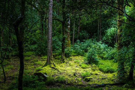 An Irish Forest Photo Canon Image Challenge Photos At