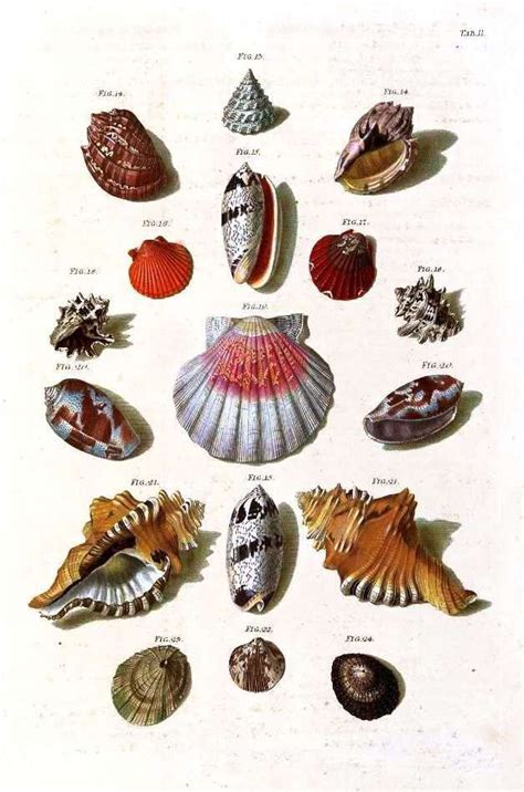 18 w x 20 h x 1 d (7 x how much are seashell prints? vintage sea shell print | Botanical Illustration ...