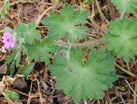 Regardless of weather conditions, pixxaro ec provides robust control of competitive weeds such as cranesbill, poppy, fumitory, fat hen, cleavers and chickweed. Dovefoot Geranium - WeedAlert