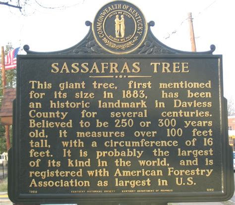 Largest Sassafras Tree In The Usa Owensboro Kentucky