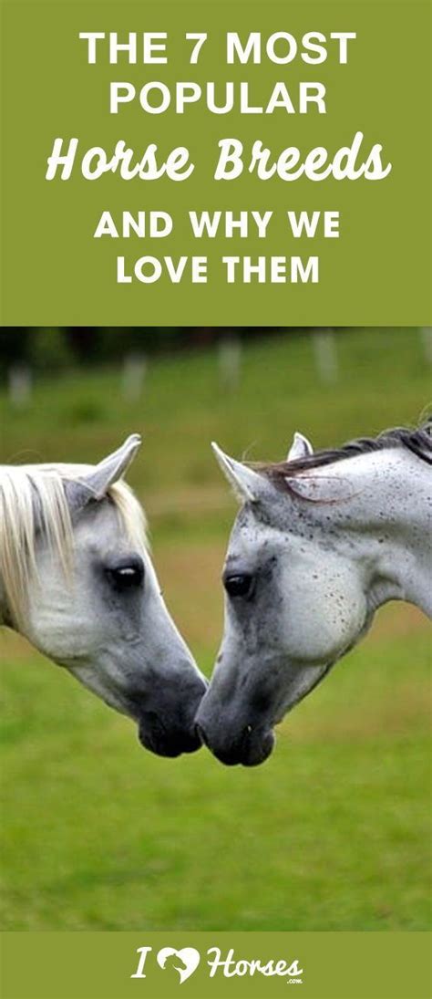 The 7 Most Popular Horse Breeds And Why We Love Them Artofit