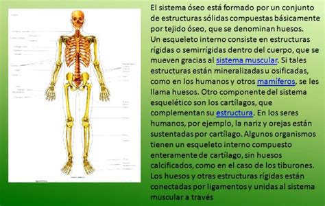 ¿qué Es El Sistema óseo Humano Esqueleto Humano