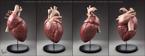 Human Heart By Parag Lavande Realistic D Human Heart Human Heart Anatomy Heart Anatomy