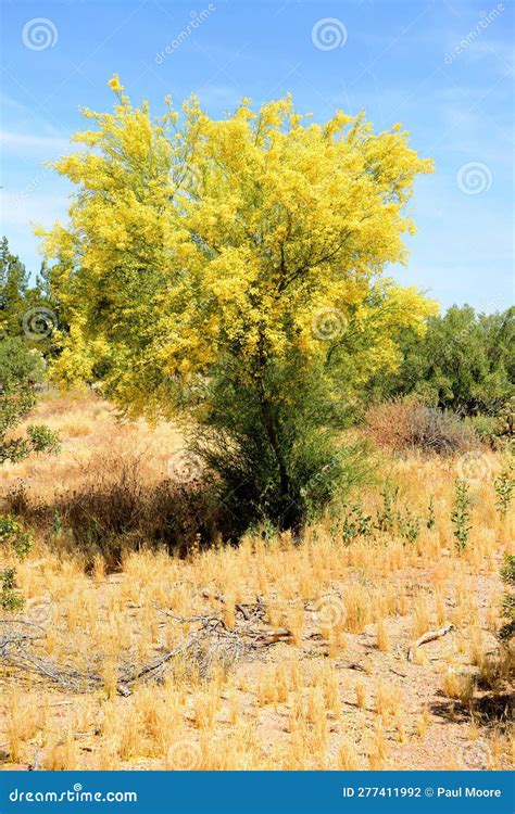 Palo Verde Tree Sonora Desert Spring And In Bloom Stock Photo Image
