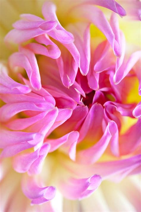 Pastel Colored Dahlia Flower Stock Photo Image Of Pure Beauty 16776300