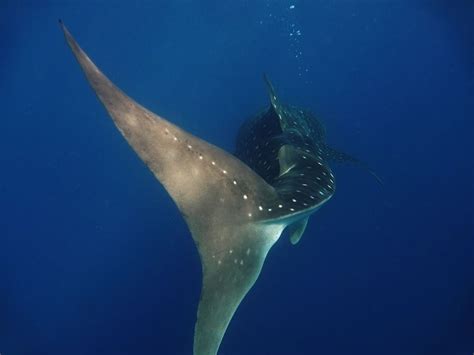 It S A Whale Shark Tail Whale Shark Shark Whale