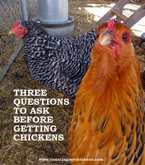 Three Questions To Ask Before Getting Chickens Raising Backyard Chickens Chickens Raising