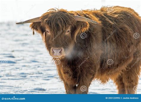 Close Up Of Scottish Highland Cow In Snow Stock Image Image Of Furry