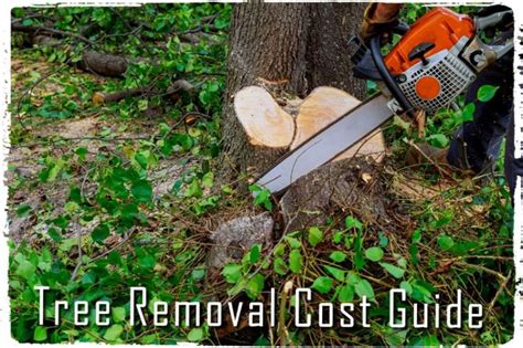 Tree Removal Cost Guide How Much Does Tree Removal Cost Tree