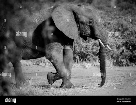 African Elephant Loxodonta Africana Samburu County Samburu National