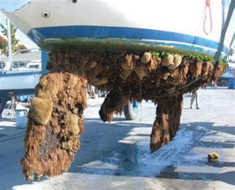 Barnacles On Boats