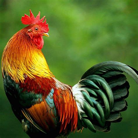 Images Of Roosters And Hens Download 89 Royalty Free Game Hens