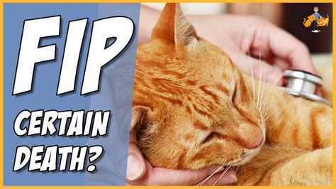 Fip In Cats The Complete Guide And New Treatment Option Youtube