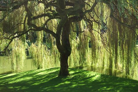Sol Pleureur Inspi Weeping Willow Willow Tree Willow Bark Willow