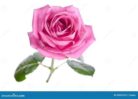 Beautiful Single Pink Rose Stock Photo Image Of Isolated 50553152