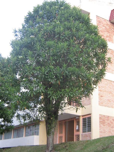 Kuo is one of the residential college in ukm bangi from total 12 belongs to ukm. Buta-buta | Cerbera sp. (apocynaceae) K7A, kolej ungku ...