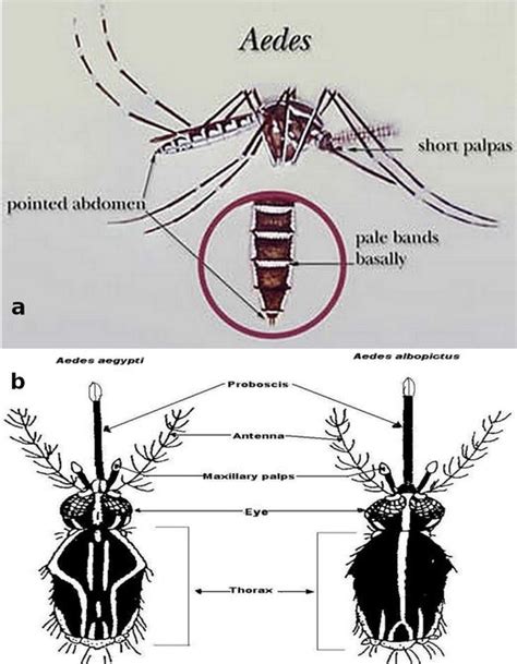 Aedes What Do We Know About Them And What Can They Transmit Intechopen