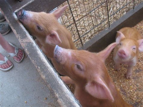 Three Little Pigs Waiting For Milk At The Farm A Petting Flickr