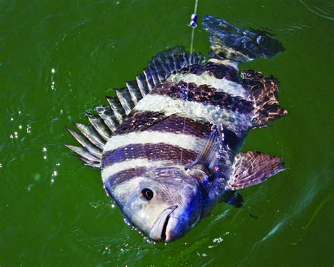 Fishing Sheepshead In Alabamas Inshore Reefs Great Days Outdoors