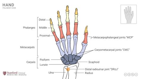 Wrist Joint Anatomy