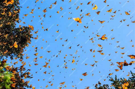 Premium Photo Monarch Butterflies Danaus Plexippus Are Flying On The