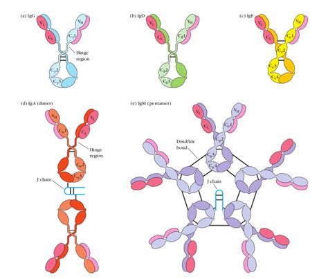 Immunoglobulins Antibodies Structure And Classes Microbe Online