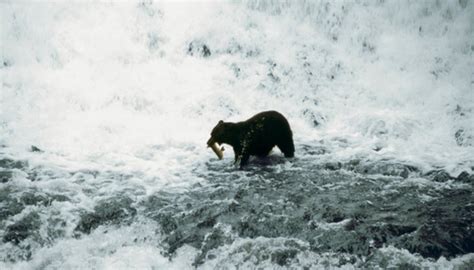Animals That Inhabit The Polar Tundra Sciencing