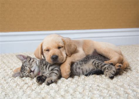 Cat And Pet Photography Puppy And Kitten Sleeping By Mark Rogers