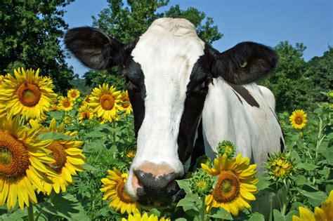 Holstein Cow In Sunflower Field 5x7 Greeting Card Cute Cows Cow Cow