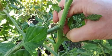 Guide To Pruning Tomato Plants For Home Gardeners Matt Magnusson