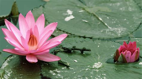 Download and use 80,000+ lotus flower stock photos for free. Lotus Flower Wallpapers - Wallpaper Cave