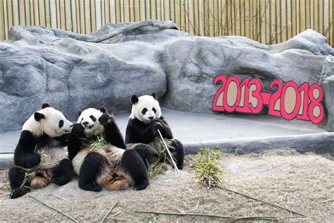Toronto Zoos Panda Interpretive Centre Awarded 2013 How International