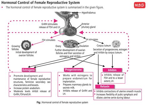 the human female reproductive system is controlled by the interaction of hormones from the