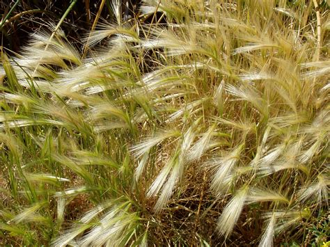 Maybe you would like to learn more about one of these? Grasses - Montezuma Castle National Monument (U.S ...