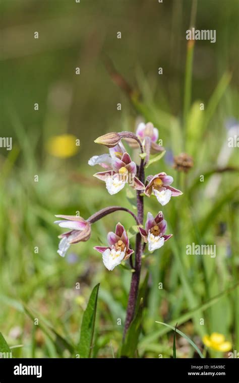 Marsh Helleborine Epipactis Palustris Stock Photo Alamy