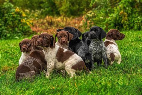 So You Think You Want To Become A Dog Breeder Gun Dog