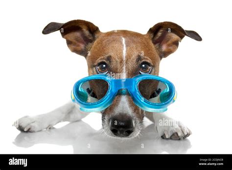 Doggy Goggles Hi Res Stock Photography And Images Alamy