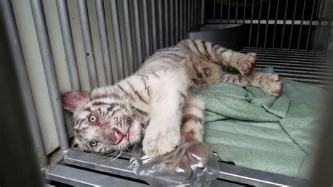 Video White Tiger Cub Seized In Louisiana Possibly Belonging Br