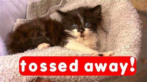 little kitten rescued after being tossed away youtube