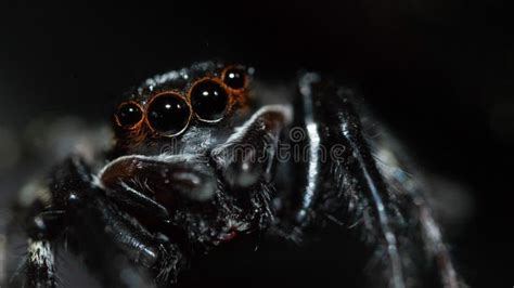 Big Black Spider Stock Photo Image Of Pearl Macrophotography 121195974