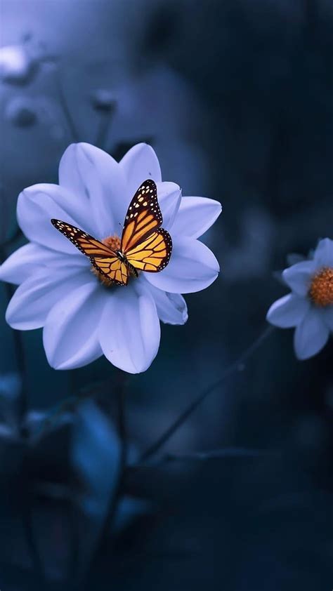 Butterfly Blue Daisy Flower Nature Purple Hd Phone Wallpaper Peakpx