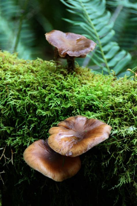 Magic Mushrooms Washington State All Mushroom Info