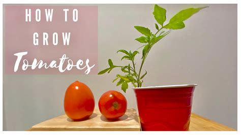 How To Grow Tomatoes At Home No Need To Buy Seeds From The Store
