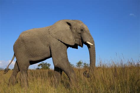 Afrikanischer Elefant Wiese Kostenloses Foto Auf Pixabay Pixabay