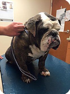 We are a 501c3 non profit charity and licensed animal shelter in the state of il. Park Ridge, IL - English Bulldog. Meet Rebound, a dog for ...
