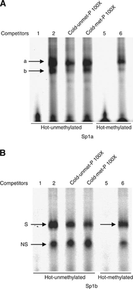 Interference Of Dna Methylation On Binding Of Sp1 Competition Emsas