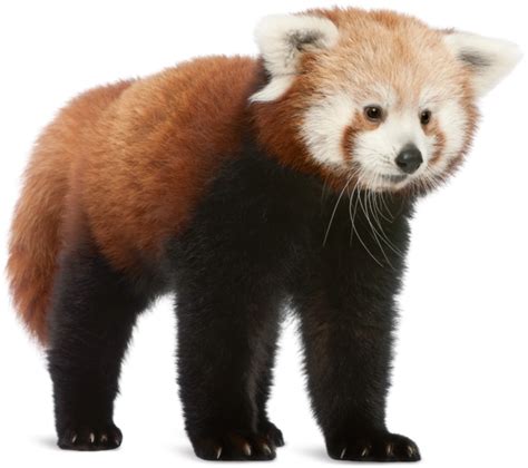 Red Panda Giant Panda Bear Cat Shutterstock Bear Png Download 676