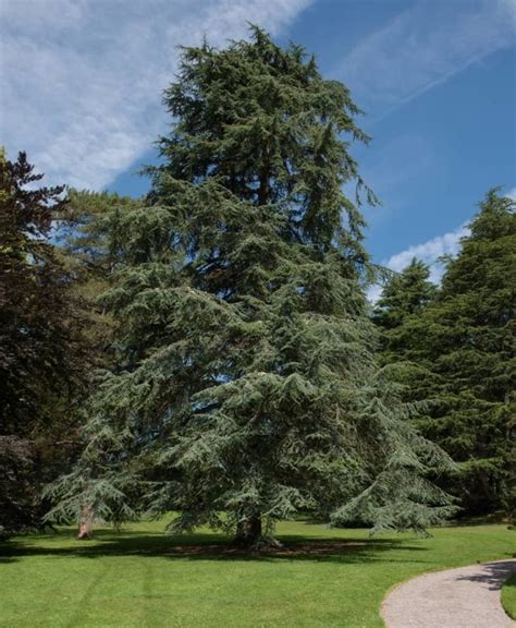 What Is An Atlantic White Cedar Tree